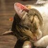 rinrin_kitty
